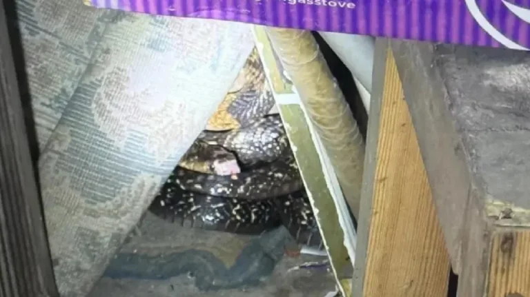 fc53949742eaac56f7b5766c72e5a484-6910f0a3ccf19